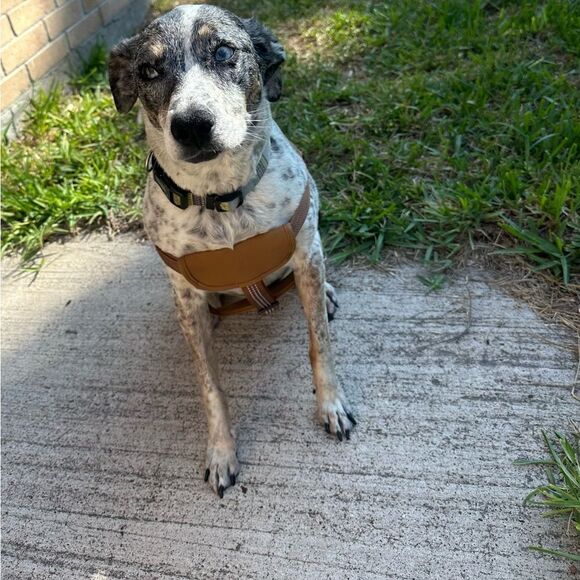 CARHARTT NYLON DUCK NO PULL DOG HARNESS - Picture 3 of 14